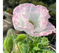 Semi di Papavero,Resistenti in Vaso,dai Colori Vivaci 100pcs