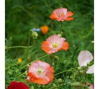 Semi di papavero - resistenti per giardini rocciosi esotico copertura del terreno d'appartamento biologiche balcone decorazioni giardino per 150pcs