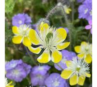 Semi di papavero - resistenti serre balcone esotico varietà antiche, rare decorazioni giardino per esterni di semi 400pcs