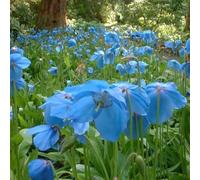 Semi di papavero, semi biologici Papaver rhoeas, da giardino resistenti decorazione del giardino per esterno semi di campo 450pcs