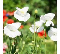 Semi di Papavero,Semi di come Regalo,Decorazione da Davanzale 350pcs