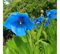 Semi di papavero, semi di copertura del terreno resistenti Semi di papavero di mais perenne resistente esotiche perenne 350pcs