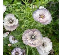 Semi di papavero, semi di esotiche Semi di papavero di mais perenne resistente, decorazioni floreali decorazione del giardino per esterno 300pcs