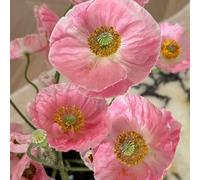 Semi di papavero, semi di Papaver rhoeas, le da giardino roccioso sono resistenti semi di antiche varietà da giardino 150pcs