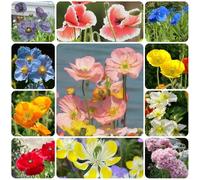 Semi di papavero, semi di Papaver rhoeas, Le da giardino sono rare, semi di copertura del terreno resistenti 1000pcs