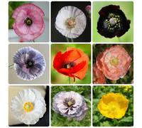Semi di papavero, Semi di papavero di mais perenne resistente, Le da giardino sono perenni 120pcs