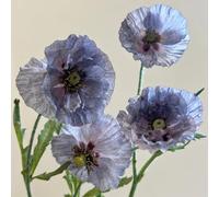 Semi di papavero, semi di papavero di mais perenne resistente, semi di copertura del terreno resistenti 150pcs