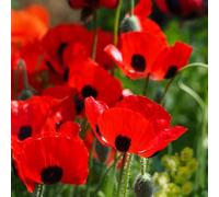 Semi di Papavero,Semi di Recisi,Decorative 400pcs