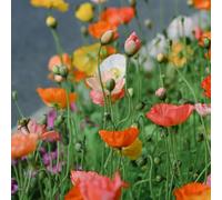 Semi di papavero - semi di selvatici esotico resistenti per giardini rocciosi serre balcone decorazioni giardino per esterni 250pcs