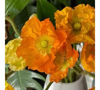 Semi di Papavero,Semi di to,Semi di 150pcs