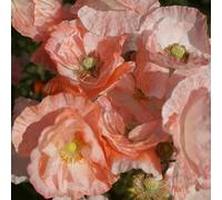 Semi di Papavero,Vaso per,Meravigliosamente Luminosi 250pcs