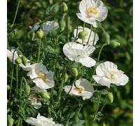 Semi di papavero, vecchie varietà Semi di papavero di mais perenne resistente 500pcs