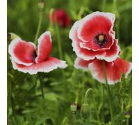 Semi di papavero, vecchie varietà Semi di papavero di mais perenne resistente, da giardino le da giardino roccioso sono 300pcs