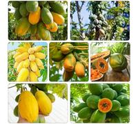 semi di papaya colonnari nanni interni esotici melone semi biologici giardino espaldera 100pcs
