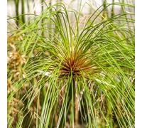 semi di papiro raro semi di aromatiche da balcone per giardinieri prodotti sostenibili da appartamento facili curare vecchie varietà selvatiche 150pcs