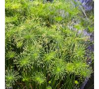 Semi di papiro, resistenti per il giardino vecchie varietà per giardino stagno del cipero, semi di rare 400pcs