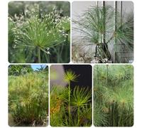 Semi di papiro - semi di selvatiche Papiro di Cyperus - resistenti per il giardino orto di sul balcone balcone del giardino 200pcs