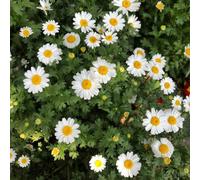 Semi di partenio serre balcone tappezzanti in vaso rialzata giardino balcone con interna Vecchie varietà resistenti Aiuole rialzate per il 400pcs