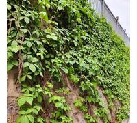 Semi di Parthenocissus tricuspidata, resistenti per il giardino di vite selvatica resistente, rampicanti a crescita rapida decorazione balcone 500pcs