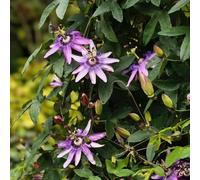 Semi di passiflora - balcone con interna giardino roccioso giardino tappezzanti in vaso rialzata decorazioni per esterni 1000pcs