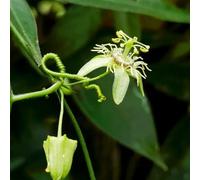 Semi di passiflora - balcone resistenti per giardini rocciosi biologici balcone semi di esotico raro decorazioni giardino per esterni vecchie varietà 450pcs