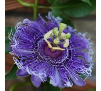 Semi di passiflora - balcone resistenti per giardini rocciosi decorazioni giardino per esterni rampicanti rampicanti resistenti semi di selvatici 600pcs
