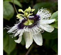 semi di passiflora biologici, decorative esotiche per esterni da giardino roccioso sul balcone di varietà antiche 750pcs