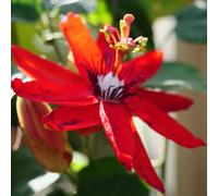 Semi di passiflora - da esterno resistenti semi di da appartamento serre da balcone decorazione da giardino per esterni per luoghi soleggiati 60pcs