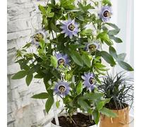 Semi di passiflora - da giardino roccioso resistenti semi di rampicanti resistenti semi di estivi serre da balcone 30pcs