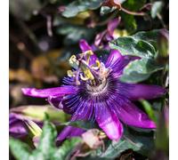 semi di passiflora - d'appartamento esotiche giardino balcone semi di 40pcs