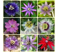 Semi di passiflora, decorazione autunnale semi di Passiflora caerulea, Le sempreverdi sono resistenti da balcone 500pcs