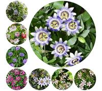 semi di passiflora - decorazione resistenti giardino vecchie varietà rampicanti perenni 350pcs