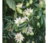 Semi di passiflora - estivi rampicanti resistenti serre balcone semi di selvatici vecchie varietà aiuole rialzate balcone rampicanti biologici 80pcs