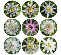 semi di passiflora - giardino resistenti vecchie varietà tappezzanti perenni 150pcs