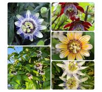 semi di passiflora - ornamentali esterno giardino decorazioni 300pcs