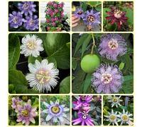 Semi di passiflora - Passiflora cerulea - semi di rampicanti regali sostenibili da balcone resistenti resistenti all'esterno 450pcs