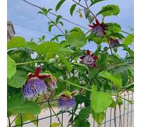 Semi di passiflora - pendenti, resistenti, decorazioni giardino per esterni rampicanti resistenti per giardini rocciosi rampicanti semi di i luoghi 100pcs