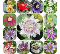 Semi di passiflora - pendenti, resistenti, per i luoghi soleggiati estivi esotico raro resistenti semi di rampicanti per giardini rocciosi 1000pcs