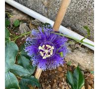 Semi di passiflora - rampicanti per i luoghi soleggiati biologici balcone serre balcone vecchie varietà aiuole rialzate semi di selvatici 600pcs