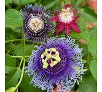 semi di passiflora - rampicanti resistenti appartamento decorative in vaso giardino 500pcs