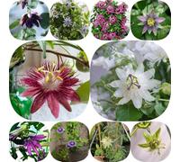 Semi di passiflora - rampicanti resistenti pendenti, resistenti, serre balcone semi di biologici balcone decorazioni giardino per 900pcs