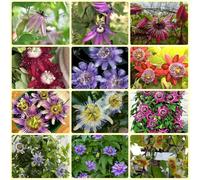 Semi di passiflora, rustiche per balconi Passiflora caerulea, Le perenni sono rampicante 150pcs