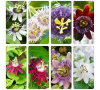 semi di passiflora - semi di esterno decorazioni giardino esterni 100pcs