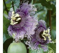 semi di passiflora - semi di giardino balcone 300pcs