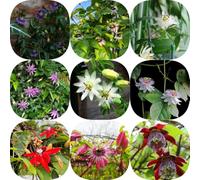 Semi di passiflora - serre balcone semi di selvatici vecchie varietà aiuole rialzate biologici balcone esotico raro per i luoghi soleggiati resistenti per 800pcs