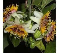 Semi di passiflora - vecchie varietà aiuole rialzate semi di selvatici resistenti per giardini rocciosi pendenti, resistenti, balcone per i luoghi 550pcs