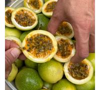 semi di passione biologici - decorative giardino roccioso resistenti 100pcs