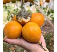 semi di passione maracuja - rampicanti passiflora estremamente resistenti da giardino roccioso, 15pcs