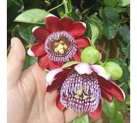 Semi di passione, Passiflora caerulea, in vaso per l'arredamento dell'ufficio, giardino balcone, interno raro, roccioso 500pcs