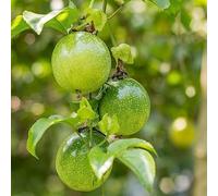 semi di passione resistenti in vaso balcone, balcone rialzato con letto in interna interno rampicanti 400pcs